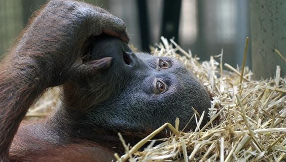 Zoológico de Bélgica prohíbe el acceso a mujer acusándola de tener "romance" con un chimpancé. (Foto: Pixabay)