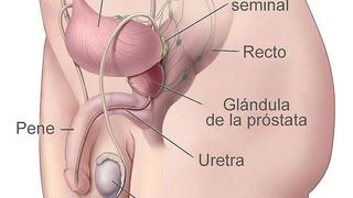 Conozca los órganos del aparato  reproductor masculino