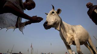India: linchan a dos musulmanes que transportaban vacas “sagradas”