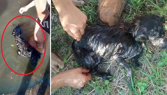 Facebook: Perro fue atado a piedra y lo lanzaron a un río (FOTOS)