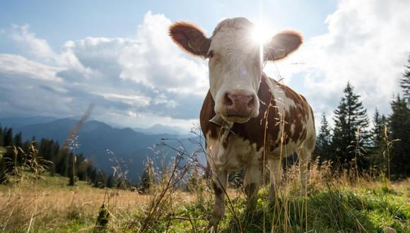 Activistas exigen eliminar los cencerros porque las vacas sufren con ellos