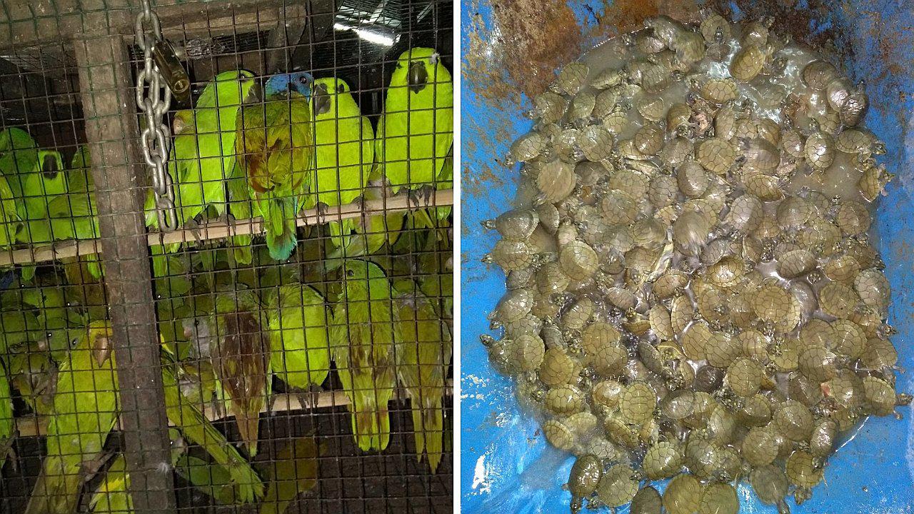 Rescataron a 4 mil animales víctimas del tráfico ilegal de fauna silvestre en Ucayali (FOTOS)