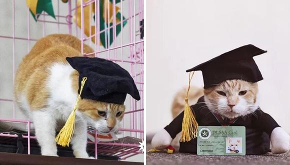 Universidad realiza ceremonia de graduación para su gato (FOTOS Y VIDEOS)