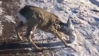 Dos hermanos rescatan a un ‘ciervo’ que tenía el rostro cubierto de hielo | [VIDEO]