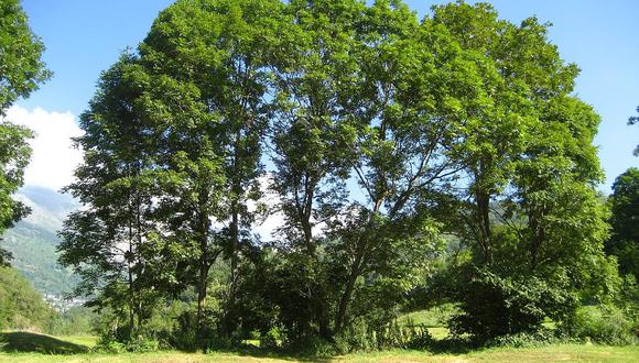 Genoma de árbol aporta estrategias para evitar contagio de hongos 