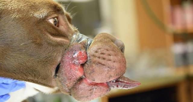 Sujeto arrestado por cerrar la boca de un perro con cinta adhesiva