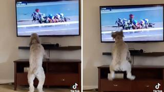 Perrita tiene una singular reacción al ver una carrera de caballos y divierte a miles en las redes