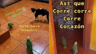 ¡Corre, corre, corazón! Loros cantan canción de Jesse y Joy; tierno video se vuelve viral