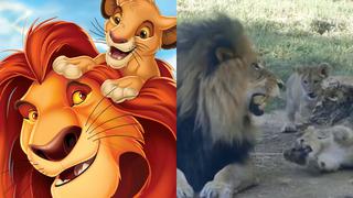 Cachorro de león fastidia a su papá al puro estilo de Simba a Mufasa en ‘El Rey León’