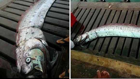 Encuentran a raro pez que vaticina temblores en Máncora (FOTOS)