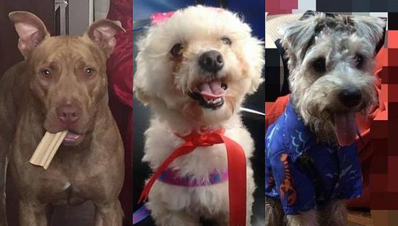 Lima: 3 casos de mascotas que necesitan tu ayuda