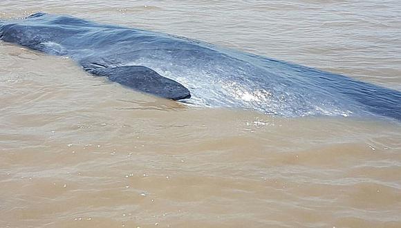 Colombia: Armada rescata a ballena encallada de 15 metros de largo