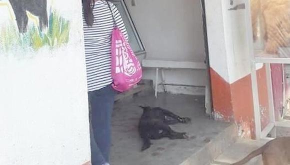 ​Carnicero acuchilla y asesina a manso perrito que solo le pidió comida