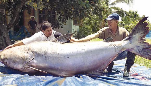 Pez gato gigante | GALERIA | OJO