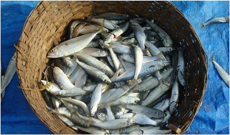 Pescado: Cómo congelarlo para que no pierda propiedades