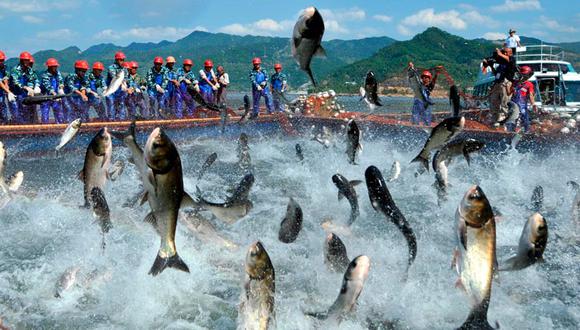 Consumo del pescado alcanza récord histórico