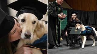 Perrito se "gradúa" por ir todos los días a la universidad con estudiante discapacitada (FOTOS)