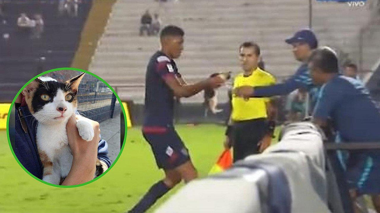Gato que ingresó en pleno partido de Alianza Lima es adoptada y la llaman 'Victoria Matute'