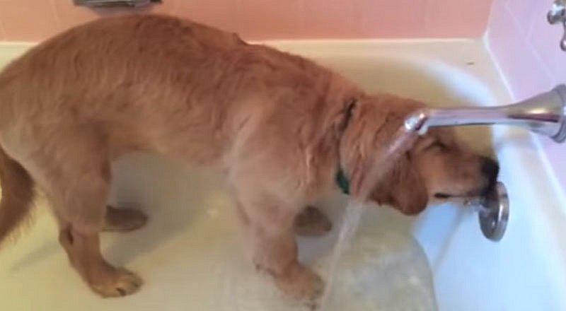 YouTube: Perrito travieso se mete al baño para ducharse [VIDEO]  
