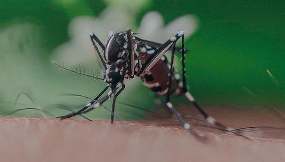 Ahuyenta los mosquitos de tu casa con estos remedios caseros. (Foto: Pexels)