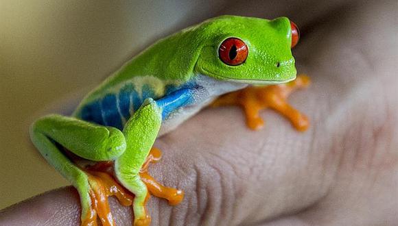 Nicaragua: boas, ranas y tarántulas van a EEUU y Asia de mascotas