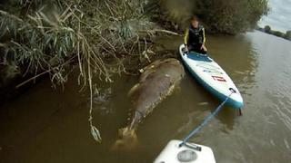 YouTube: Tres amigos encuentran gigantesco atún en río de Inglaterra [VIDEO]