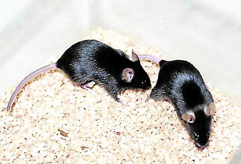 Le dieron dos ratas en vez de perritos