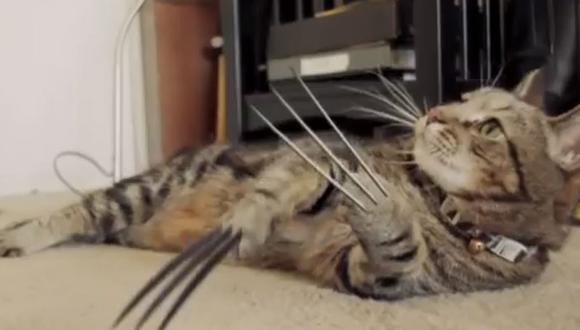 Mira cómo un gatito se convierte en Wolverine [VIDEO] 