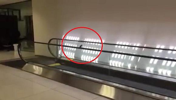 YouTube: Pajarito juega en escalera eléctrica y es la sensación [VIDEO]