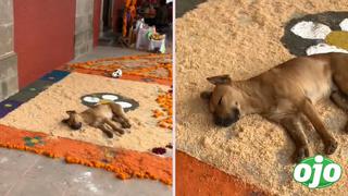 Viral: Perrito decidió dormir en alfombra de flores que tardaron horas en hacer