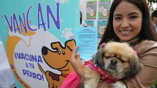 Lima: perros serán vacunados gratuitamente contra la rabia hasta el 22 de marzo en estos ocho distritos