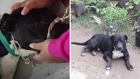 Maltrato animal: perrito que salió a pasear, fue acuchillado en el lomo (FOTOS)