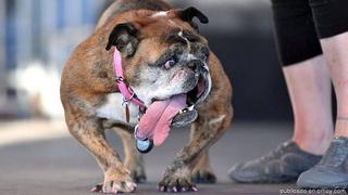 ​El perro más feo del mundo, Zsa Zsa, murió cuando dormía