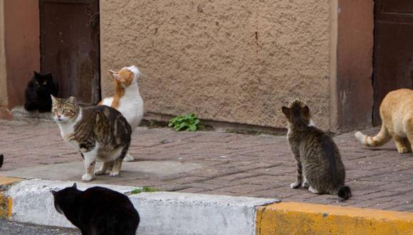 Gatos forman grupos en la calle.