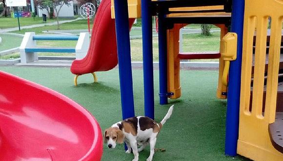 La Molina: vecinos se quejan de mascotas que ensucian área para niños