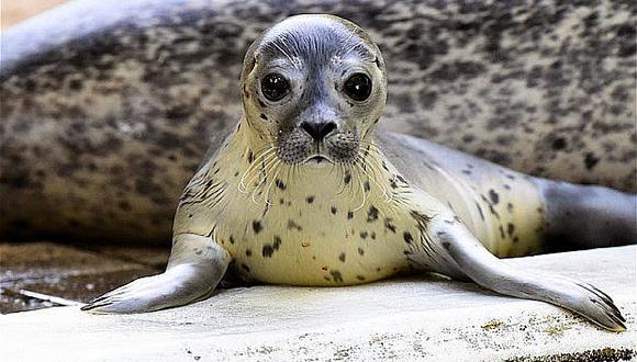 Ámsterdam recibe éxodo de animales salvajes como focas y murciélagos