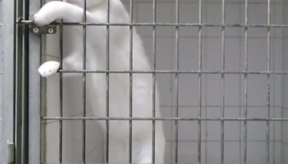 Increíble: Conoce al gato que abre cualquier jaula sin ayuda [VIDEO] 