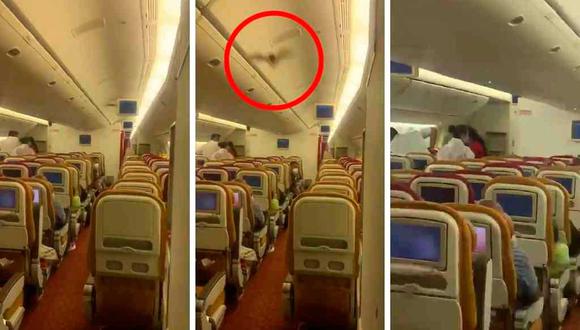 Murciélago hace de las suyas dentro de avión.