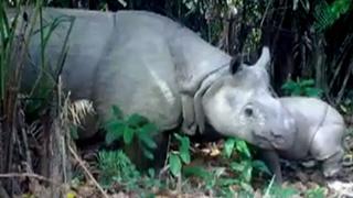 Un parque de Indonesia descubre tres crías del rinoceronte más raro del mundo 