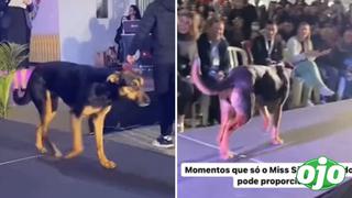 Video: Perrito de la calle se paseó en pasarela de desfile de modas