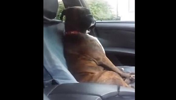 Mascotas: Perrito no quiere ir al veterinario e ignora así a su amo [VIDEO]