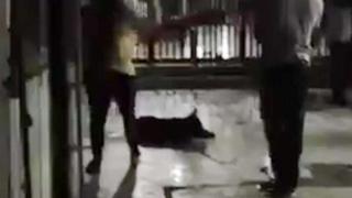 “Cholito”: perro asesinado logra que aprueben ley de mascotas (VIDEO)
