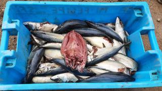 Comer para vivir: Peligros de comer pescado en mal estado