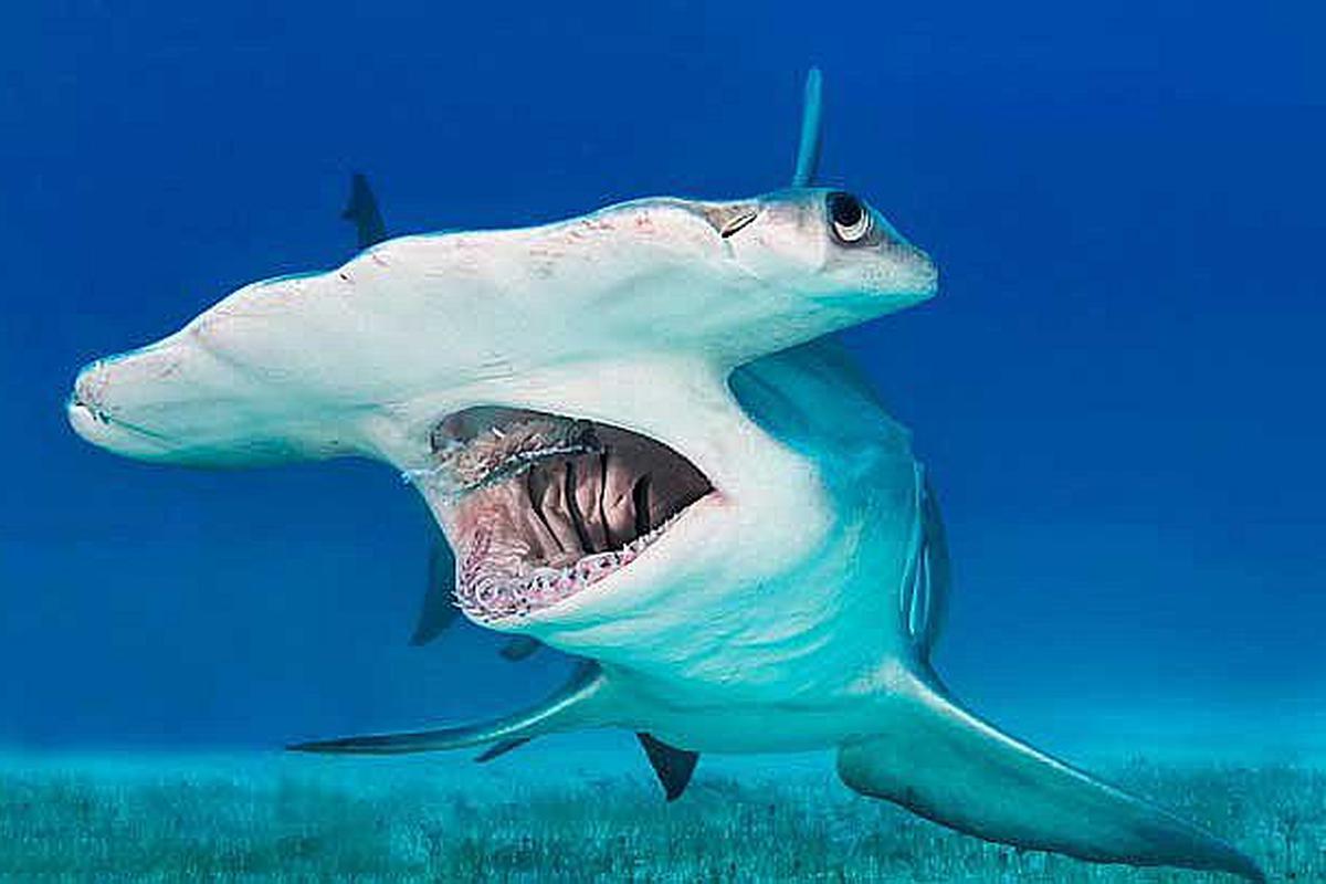 Tiburón martillo gigante da "brazadas laterales" para ahorrar energía | LOCOMUNDO |