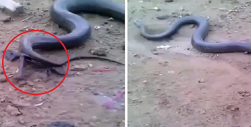 YouTube: anaconda pare 20 crías y causa impacto en la India (VIDEO)