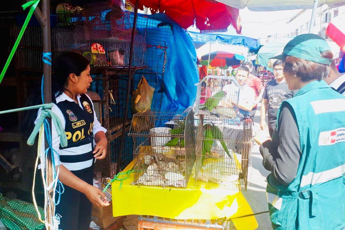 Serfor detalló que, en operativos en Lima y en el interior del país, detectó partes  o especímenes vivos o disecados. (Difusión)