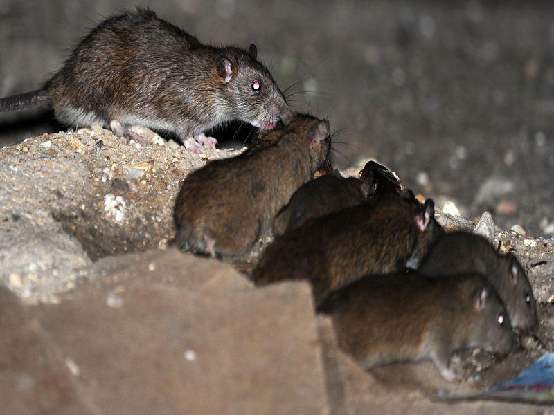 Ratas gigantes invanden Inglaterra [VIDEO]
