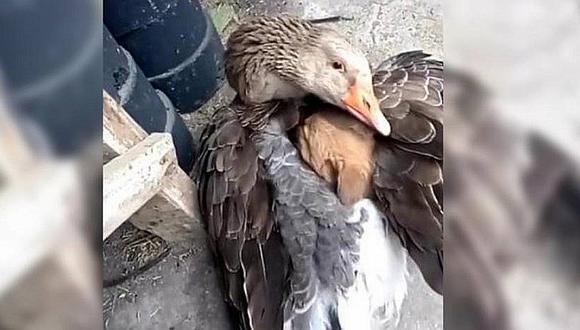 Pato acurruca a cachorro abandonado entre sus alas (VIDEO)