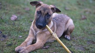 Cuidado: Veterinarios desaconsejan lanzar palos a los perros 