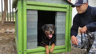 Surco: crean casas de plástico reutilizado para mascotas rescatadas por la Brigada Canina | VIDEO